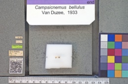 Image of Campsicnemus bellulus
