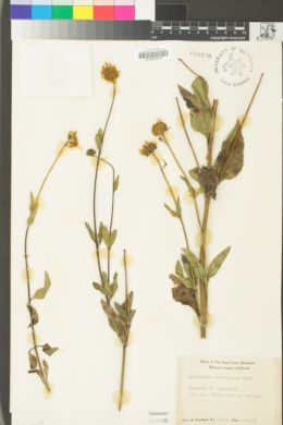 Helianthus gracilentus image