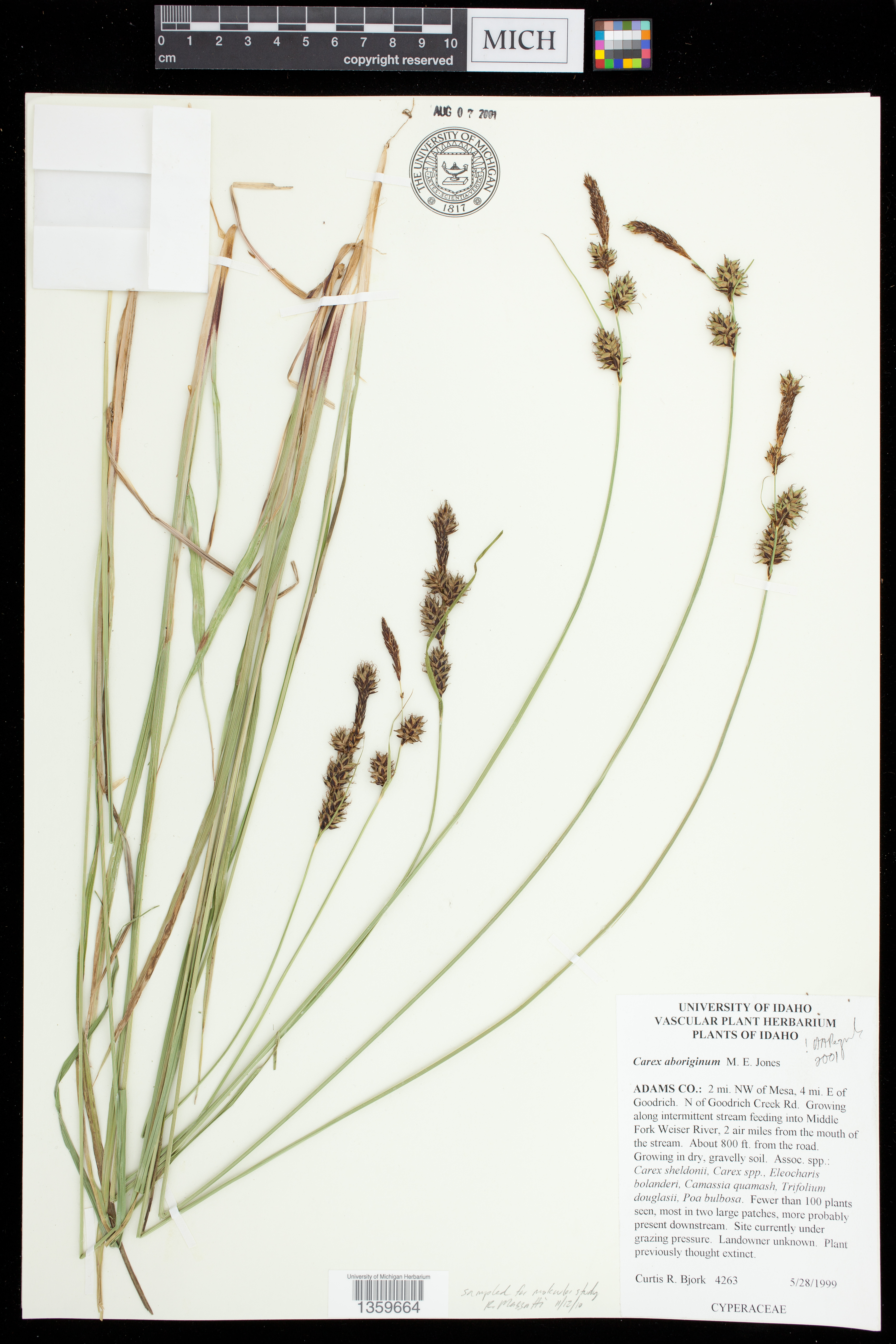 Carex aboriginum image