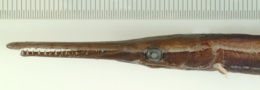 Lepisosteus oculatus image