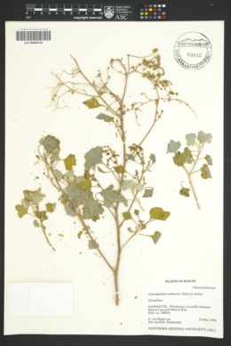 Image of Chenopodium oahuense