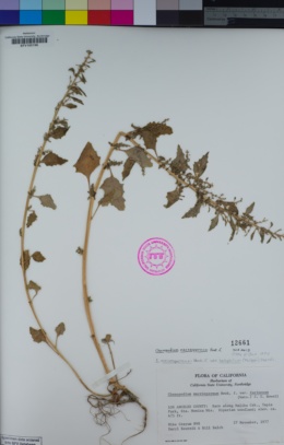 Image of Chenopodium macrospermum