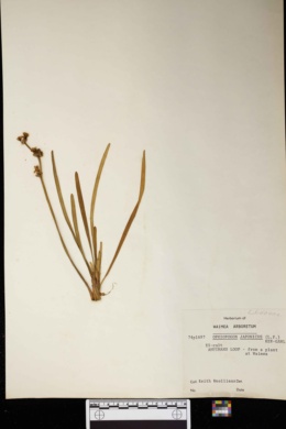 Image of Ophiopogon japonicus