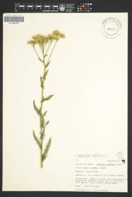 Image of Achillea alpina