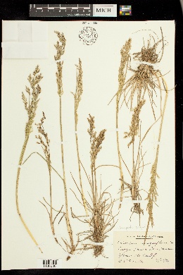 Calamagrostis sesquiflora image