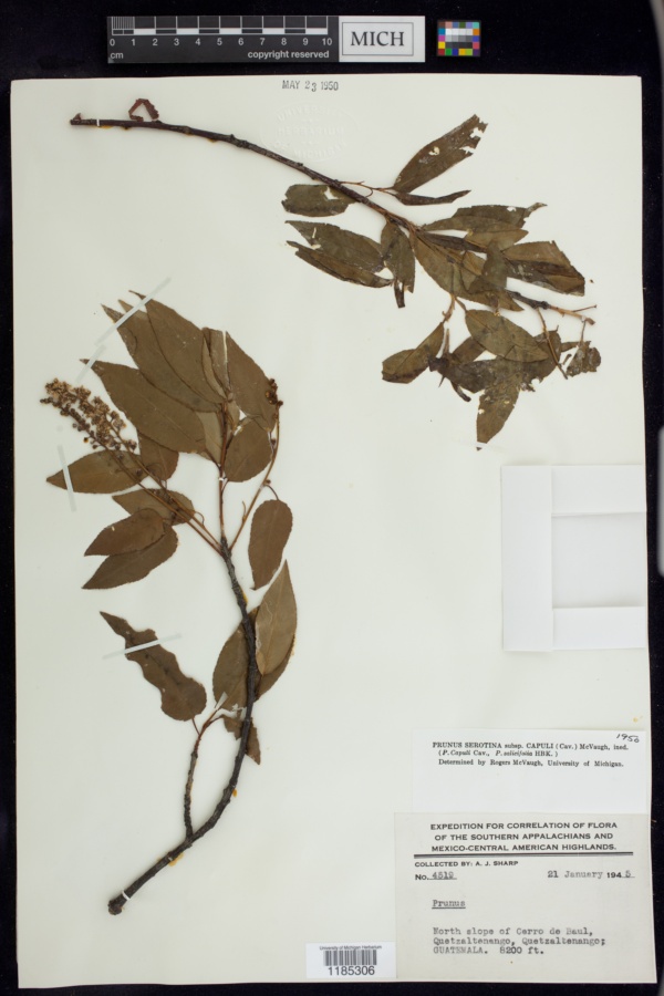 Prunus serotina var. capuli image