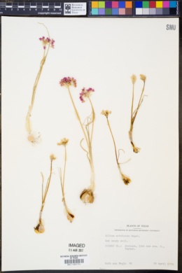 Image of Allium mutabile