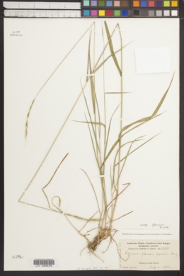 Elymus glaucus subsp. jepsonii image