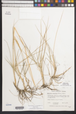 Elymus lanceolatus subsp. psammophilus image
