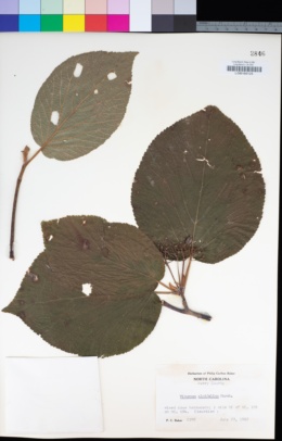 Image of Viburnum lantanoides
