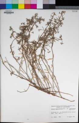 Galium angustifolium subsp. gabrielense image