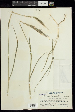 Chaetium bromoides image