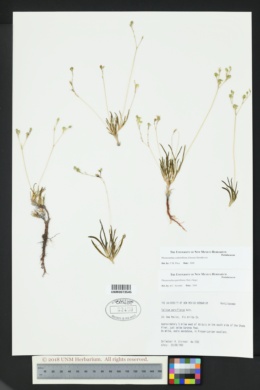 Phemeranthus confertiflorus image