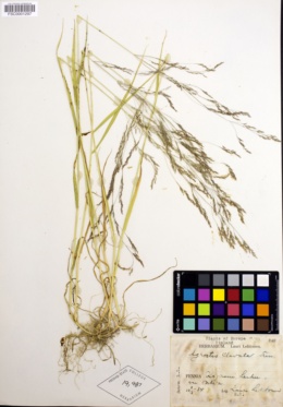 Image of Agrostis clavata