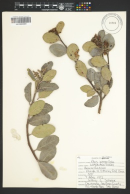 Image of Rhus integrifolia