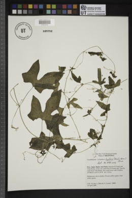 Cyclanthera hystrix image