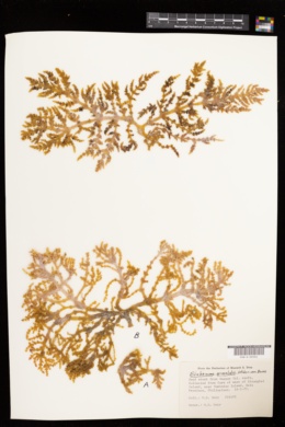 Eucheuma arnoldii image