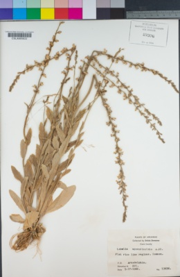 Image of Lobelia appendiculata