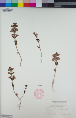 Image of Collinsia bartsiifolia