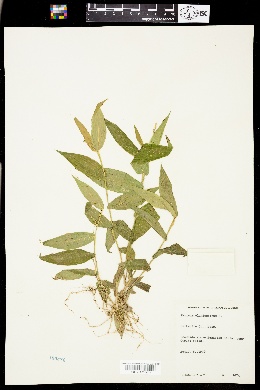 Dichanthelium clandestinum image