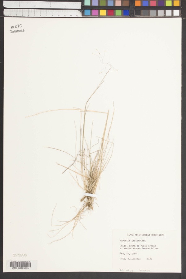 Agrostis Leptotricha image