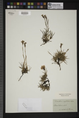 Dianthus seguieri subsp. requienii image