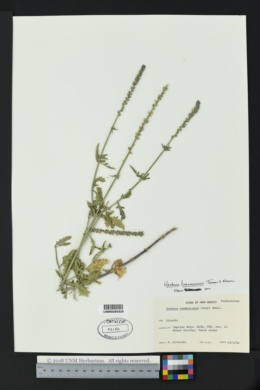 Verbena livermorensis image
