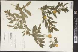 Image of Solanum capsicastrum