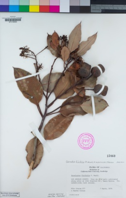 Image of Corymbia ficifolia