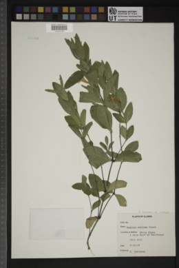 Ruellia caroliniensis var. caroliniensis image