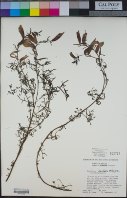 Image of Castilleja linifolia