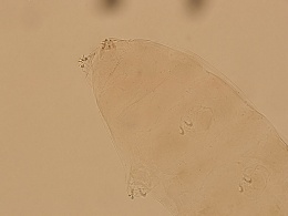 Macrobiotus pallarii image