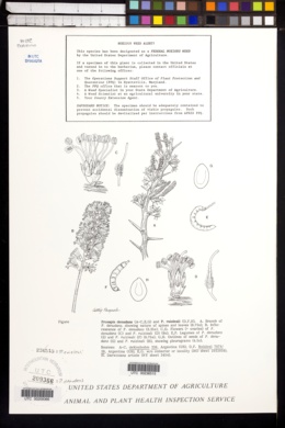 Image of Prosopis ruizlealii