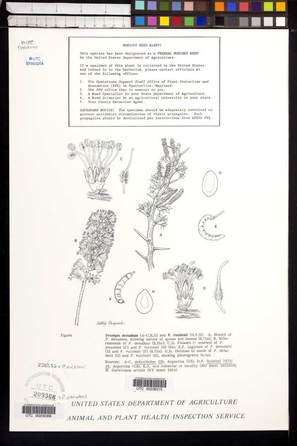 Prosopis ruizlealii image