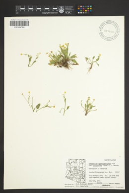 Ranunculus hydrocharoides var. stolonifer image