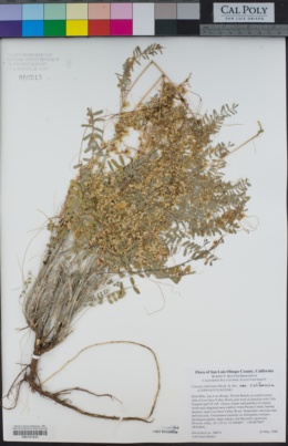 Cuscuta californica var. californica image