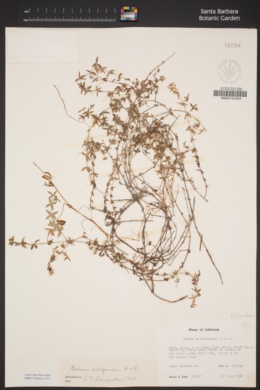 Galium californicum subsp. flaccidum image