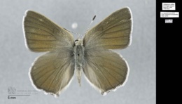 Callophrys affinis affinis image