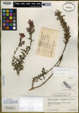 Castilleja anacapensis image