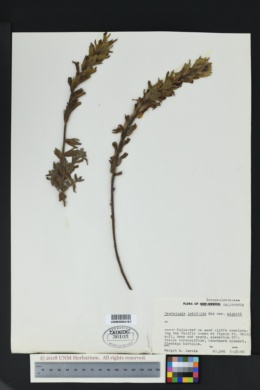 Image of Castilleja latifolia