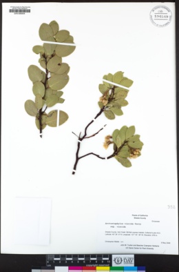 Arctostaphylos viscida subsp. viscida image