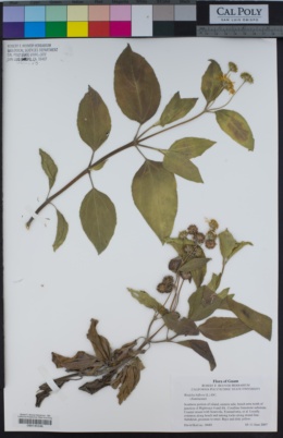 Wedelia biflora image
