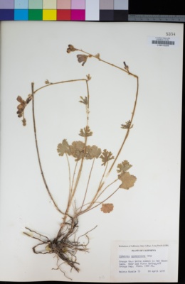 Sidalcea malviflora subsp. malviflora image