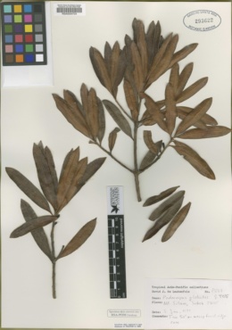 Image of Podocarpus globulus