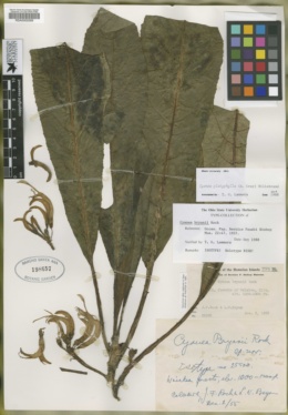 Image of Cyanea bryanii