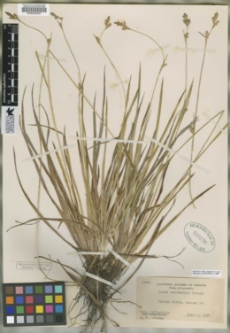 Carex sonomensis image