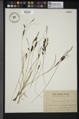 Carex songorica image