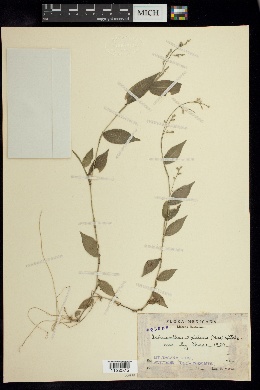 Image of Ichnanthus axillaris