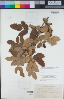 Berberis aquifolium var. aquifolium image