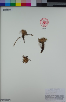 Image of Lewisia glandulosa